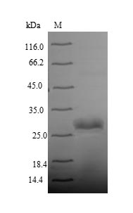Human CD41 protein