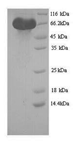 Human LGR5 protein