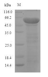 Mouse Nefl protein