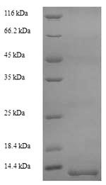 Yeast plp protein
