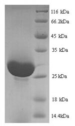 Rat Prss1 protein