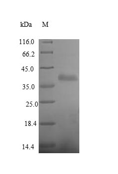 Human PTPRB protein