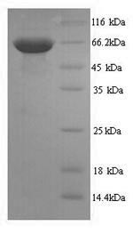 Human CD45 protein