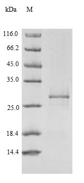 Yeast PTPRZ1 protein