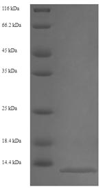 Mouse S100A8 protein