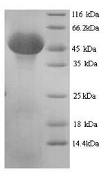 Mouse Serpinh1 protein