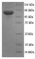 Mouse Smox protein
