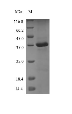 Yeast TGFA protein