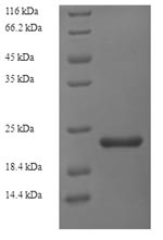 Yeast Gellan lyase protein