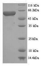 Yeast ply protein