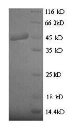 Yeast botB protein