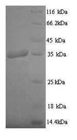Yeast LMP1 protein
