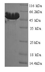 Yeast botD protein