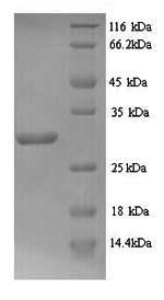 Yeast tcyA protein
