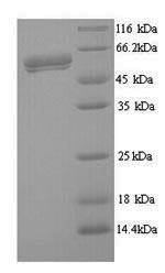 Human F protein