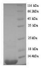 Yeast stxB2 protein