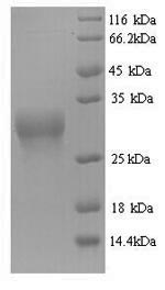 Yeast Omega-gliadin protein