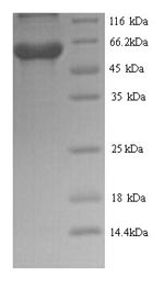 Yeast G protein