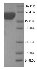 Yeast groL protein