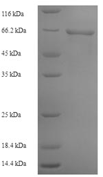 Yeast glaB1 protein