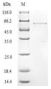 Human COL6A6 protein