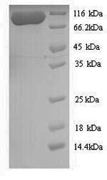 Yeast mutS protein