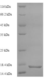Human PLA2R1 protein