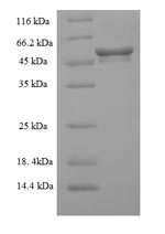 Mouse Mlkl protein