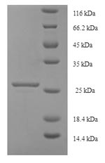 Human KIAA1377 protein