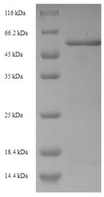 E.coli ampC protein