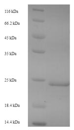 E.coli MitTx-alpha protein