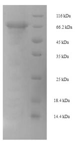 Mouse Gp2 protein