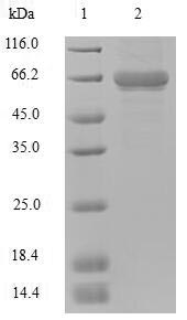 Human DHX9 protein