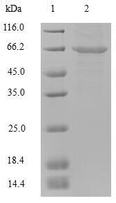 Mouse Plbd2 protein