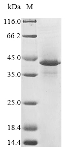 Human HLA-G protein