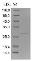 Human FLG protein