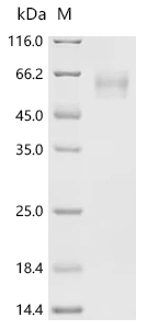 Recombinant Human Glucagon-like peptide 2 receptor (GLP2R), patial