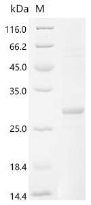 Recombinant Human Thrombopoietin (THPO), partial