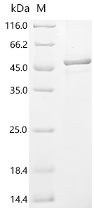 Recombinant Human Syncytin-1 (ERVW-1), partial