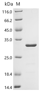 Recombinant Human Fibroblast growth factor 10 (FGF10), partial