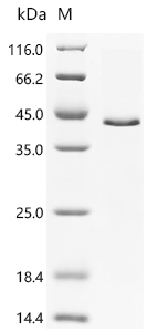 Recombinant Human Protein Wnt-3a (WNT3A), partial