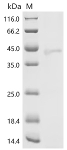 Recombinant Mouse Protein Wnt-3a (Wnt3a)