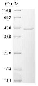 Recombinant Human Tumor necrosis factor receptor type 1-associated DEATH domain protein (TRADD)