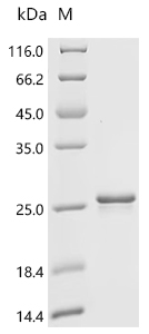 Recombinant Human Interferon gamma (IFNG)