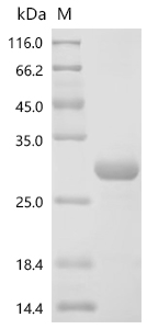 Recombinant Mouse Leukemia inhibitory factor (Lif)