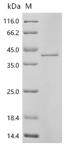 Recombinant Human Carboxypeptidase A4 (CPA4)