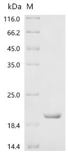 Recombinant Human Fibroblast growth factor 23 (FGF23), partial