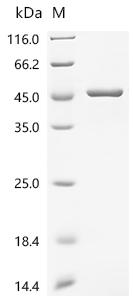 Recombinant Mouse Sorbitol dehydrogenase (Sord)