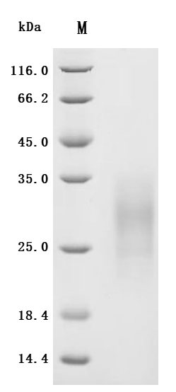 Recombinant Human Kit ligand (KITLG), partial (Active)