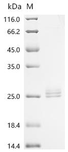 Recombinant Rat Interleukin-11 (Il11)
